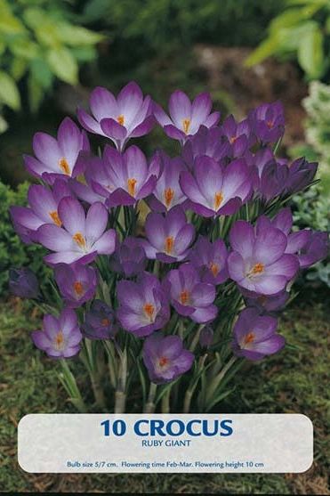 Crocus Ruby Giant 10-pakning